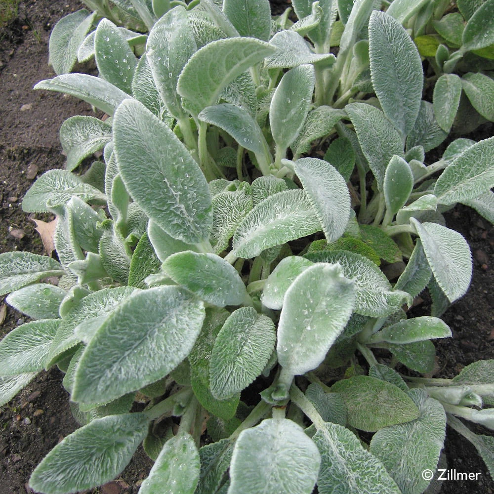 Bio Woll-Ziest 'Silver Carpet' Rosa-violett, Topf-Ø 11 Cm, 3er-Set 3 Bio Woll-Ziest 'Silver Carpet' Rosa-violett, Topf-Ø 11 Cm, 3er-Set – Bild 3