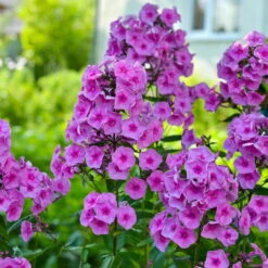 Bio Flammenblume 'Adessa® Rose Eye' Rosa, Topf-Ø 11 Cm, 3er-Set -Stilvolles Gartenmöbelgeschäft 0310106928 Phlox Adessa Rose Eye Koelle 11cm Topf 67678