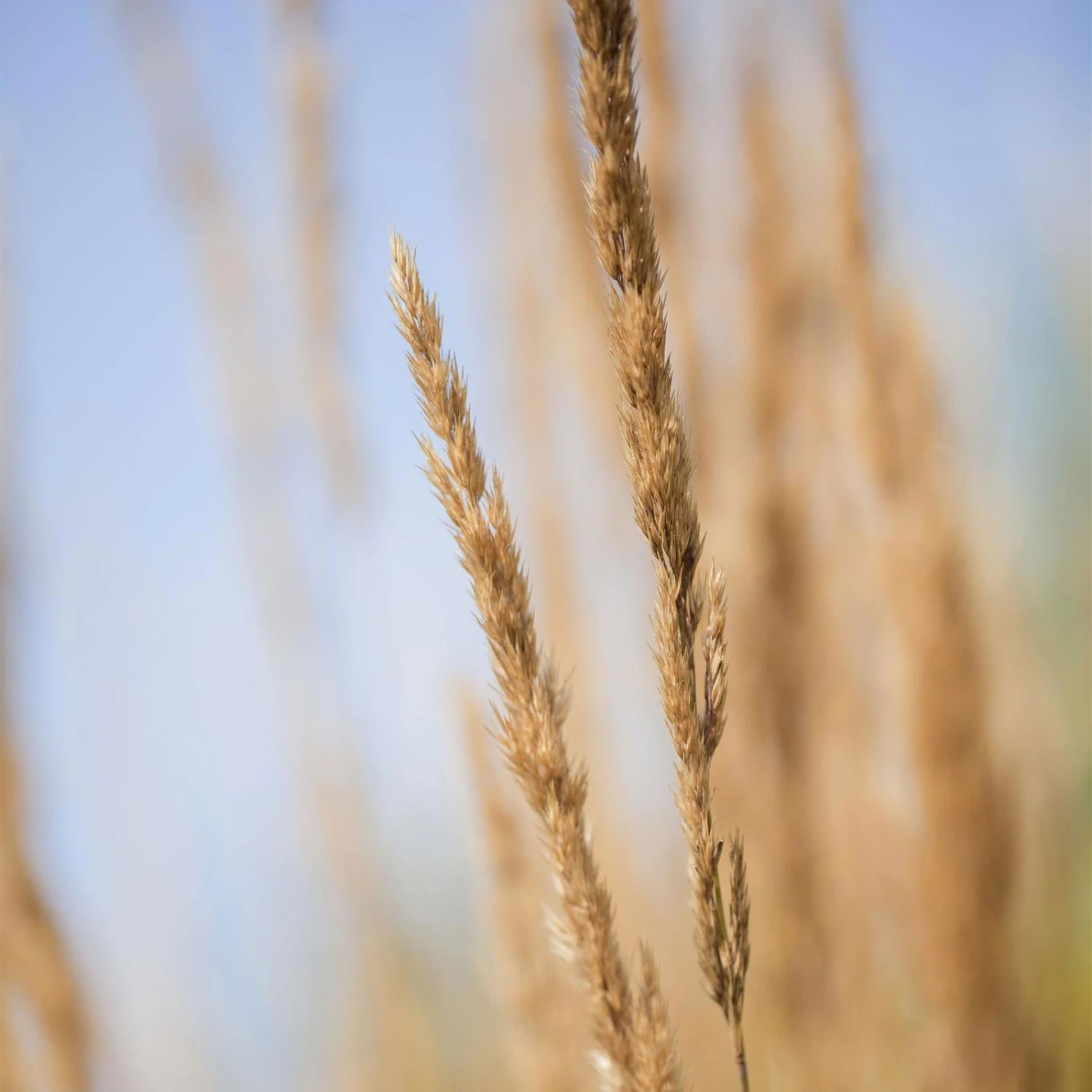 Bio Reitgras 'Karl Förster', Topf-Ø 11 Cm, 3er-Set 2 Bio Reitgras 'Karl Förster', Topf-Ø 11 Cm, 3er-Set – Bild 2