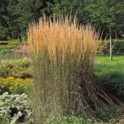 Bio Reitgras 'Karl Förster', Topf-Ø 11 Cm, 3er-Set 13 Bio Reitgras 'Karl Förster', Topf-Ø 11 Cm, 3er-Set -Stilvolles Gartenmöbelgeschäft 0310300400 Calamagrostis Karl Foerster Koelles Beste 11cm Topf 4890