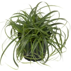 Segge 'Ribbon Falls' Dunkelgrün, Topf-Ø 12 Cm, 3er-Set -Stilvolles Gartenmöbelgeschäft 0310300594 Carex Ribbon Falls 1 85224