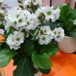 Bio Bergenie 'Schneekristall' Weiß, Topf-Ø 12 Cm, 3er-Set -Stilvolles Gartenmöbelgeschäft 0310501005 Bergenia cord Schneekristall Koelle 12cm Topf reinweiss 71867