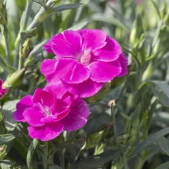 Duftnelken 'Peman' Pink, Topf-Ø 12 Cm, 6er-Set 7 Duftnelken 'Peman' Pink, Topf-Ø 12 Cm, 6er-Set -Stilvolles Gartenmöbelgeschäft 0310501037 Dianthus Peman 3er Set 87643