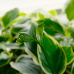 Funkie 'So Sweet' Weiß, Topf-Ø 11 Cm, 3er-Set -Stilvolles Gartenmöbelgeschäft 0319100340 Hosta plantaginea So Sweet 3er Set 4 113849