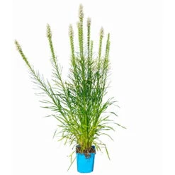Bio Prachtscharte Weiß, Topf-Ø 11 Cm, 3er-Set -Stilvolles Gartenmöbelgeschäft 0319100357 Liatris spicata weiss 3er Set 6 113965