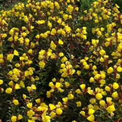 Bio Nachtkerze Goldgelb, Topf-Ø 11 Cm, 3er-Set -Stilvolles Gartenmöbelgeschäft 0319100369 Oenothera tetragona 2 125710