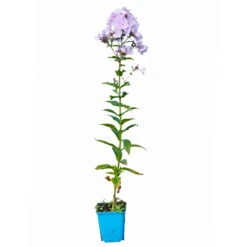 Bio Flammenblume 'Franz Schubert' Hellviolett, Topf-Ø 11 Cm, 3er-Set 13 Bio Flammenblume 'Franz Schubert' Hellviolett, Topf-Ø 11 Cm, 3er-Set -Stilvolles Gartenmöbelgeschäft 0319100378 Phlox paniculata Franz Schubert 3er Set 6 113938