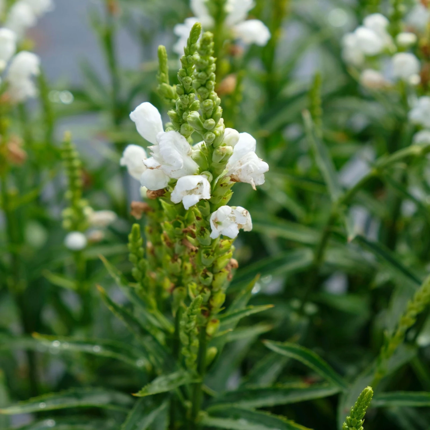 Bio Gelenkblume Weiß, TopfØ 11 Cm, 3er-Set 2 Bio Gelenkblume Weiß, TopfØ 11 Cm, 3er-Set – Bild 2