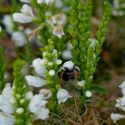 Bio Gelenkblume Weiß, TopfØ 11 Cm, 3er-Set 10 Bio Gelenkblume Weiß, TopfØ 11 Cm, 3er-Set -Stilvolles Gartenmöbelgeschäft 0319100391 Physostegia virginiana weiss 3er Set 6 113917