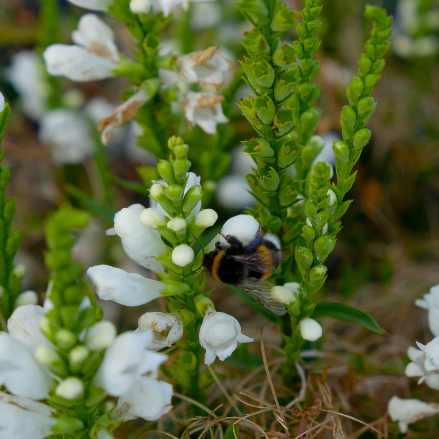 Bio Gelenkblume Weiß, TopfØ 11 Cm, 3er-Set 3 Bio Gelenkblume Weiß, TopfØ 11 Cm, 3er-Set – Bild 3
