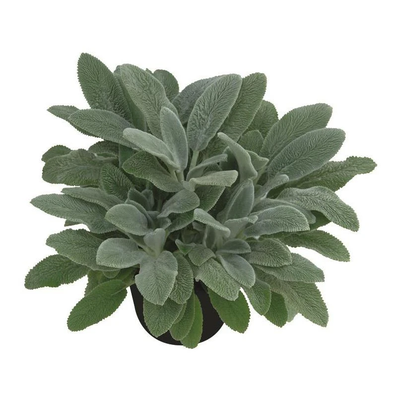 Bio Woll-Ziest 'Silver Carpet' Rosa-violett, Topf-Ø 11 Cm, 3er-Set 4 Bio Woll-Ziest 'Silver Carpet' Rosa-violett, Topf-Ø 11 Cm, 3er-Set – Bild 4