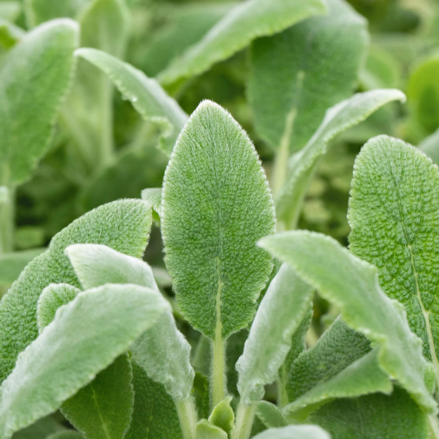 Bio Woll-Ziest 'Silver Carpet' Rosa-violett, Topf-Ø 11 Cm, 3er-Set 2 Bio Woll-Ziest 'Silver Carpet' Rosa-violett, Topf-Ø 11 Cm, 3er-Set – Bild 2