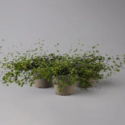 Mühlenbeckia Complexa Weiß, Topf-Ø 12 Cm, 3er-Set