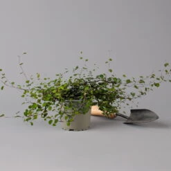 Mühlenbeckia Complexa Weiß, Topf-Ø 12 Cm, 3er-Set -Stilvolles Gartenmöbelgeschäft 0319100426 Muehlenbeckia complexa 3er Set KB T12 2 126134