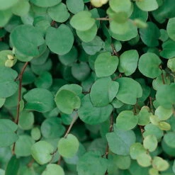 Mühlenbeckia Complexa Weiß, Topf-Ø 12 Cm, 3er-Set -Stilvolles Gartenmöbelgeschäft 0319100426 Muehlenbeckia complexa 3er Set 1 85225