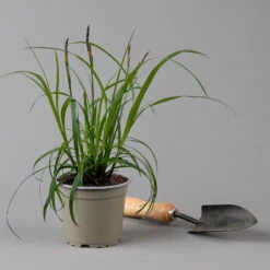 Segge 'Ribbon Falls' Dunkelgrün, Topf-Ø 12 Cm, 3er-Set -Stilvolles Gartenmöbelgeschäft 0319100452 Carex Ribbon Falls 3er Set KB T12 gruen ueberhaengend 2 126146