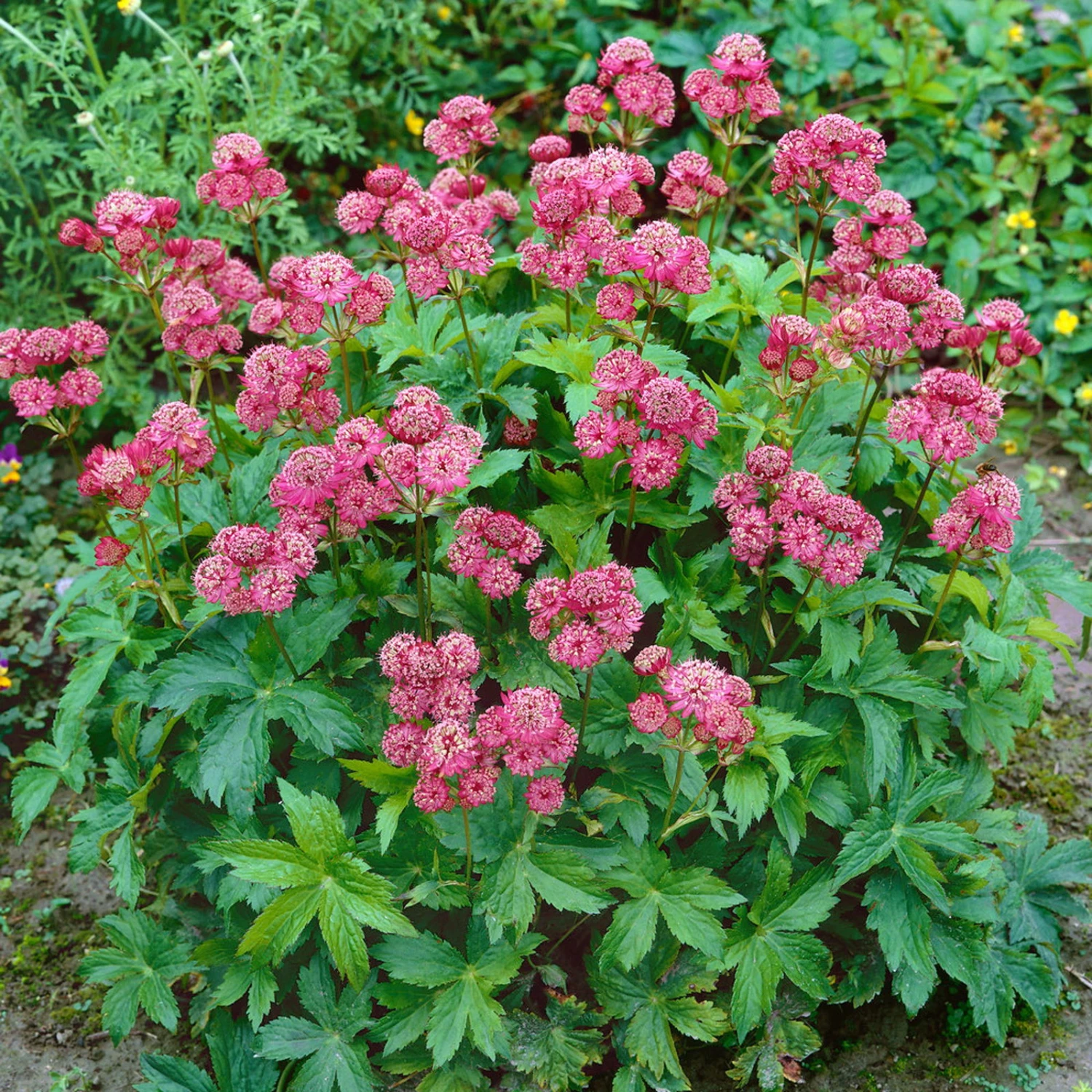 Bio Sterndolde 'Rubra' Pink/rosa, Topf-Ø 11 Cm, 3er-Set 1 Bio Sterndolde 'Rubra' Pink/rosa, Topf-Ø 11 Cm, 3er-Set