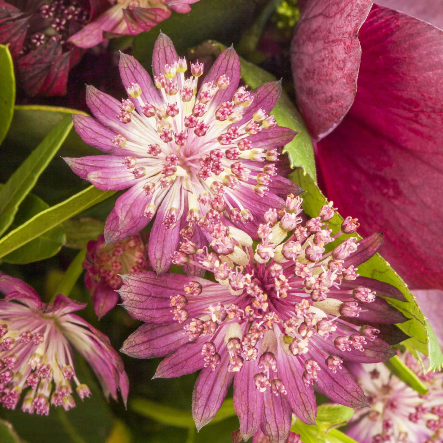 Bio Sterndolde 'Rubra' Pink/rosa, Topf-Ø 11 Cm, 3er-Set 2 Bio Sterndolde 'Rubra' Pink/rosa, Topf-Ø 11 Cm, 3er-Set – Bild 2