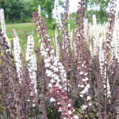 Bio Cimicifuga Simplex 'Brunette' Rosa-weiß, Topf-Ø 11 Cm, 3er-Set