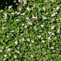 Stilvolles Gartenmöbelgeschäft -Stilvolles Gartenmöbelgeschäft 0319100528 Phyla nodiflora Koelle Bio T12 Teppichverbene 6er Set 2 113570