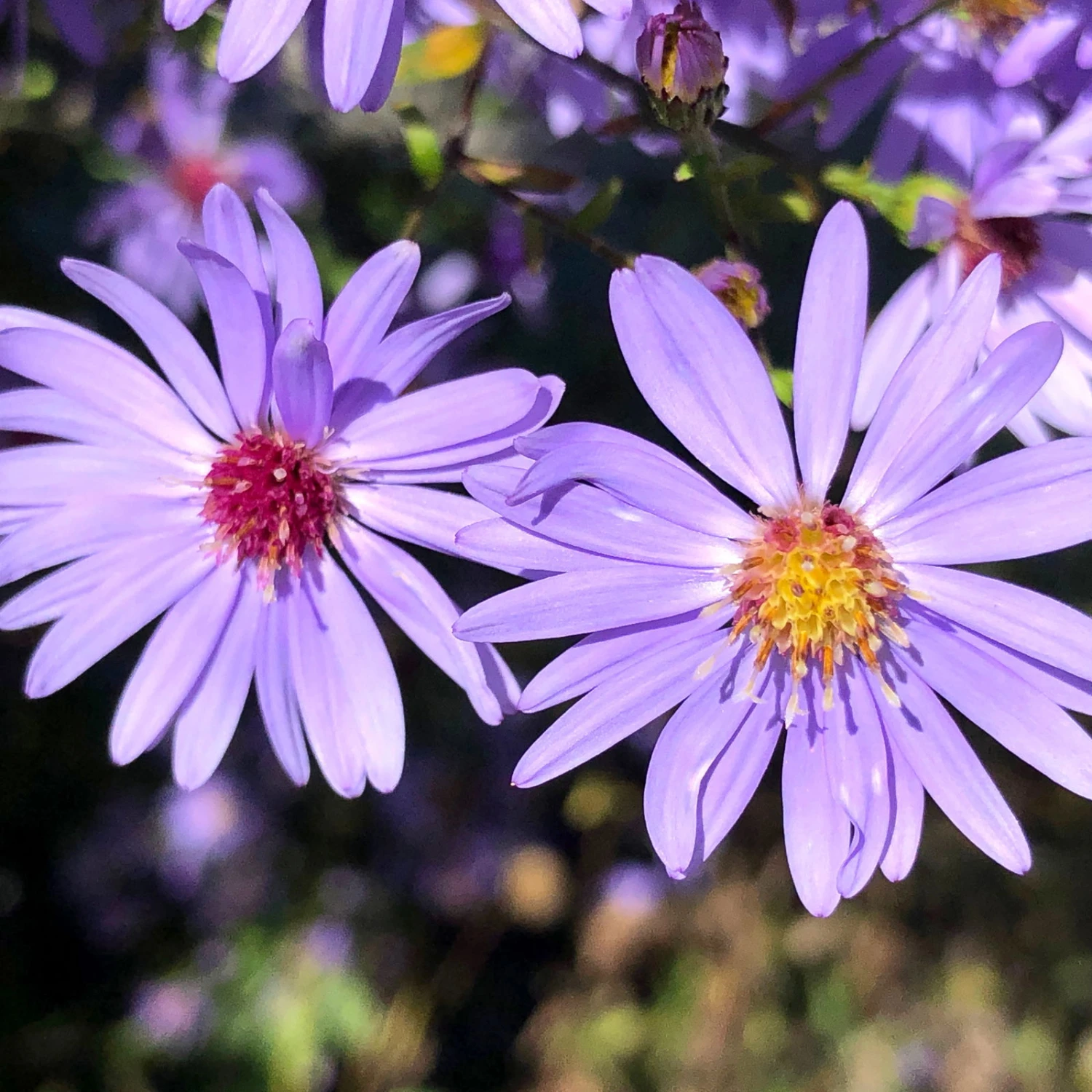 Bio Schleieraster 'Blue Heaven' Blau, Topf-Ø 11 Cm, 3er-Set 1 Bio Schleieraster 'Blue Heaven' Blau, Topf-Ø 11 Cm, 3er-Set