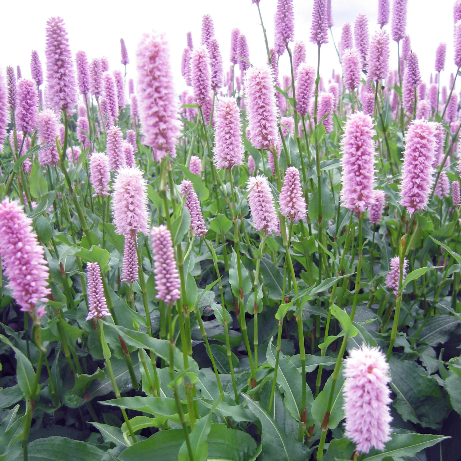 Bio Schlangen-Knöterich 'Superba' Rosa, Topf-Ø 11 Cm, 3er-Set 1 Bio Schlangen-Knöterich 'Superba' Rosa, Topf-Ø 11 Cm, 3er-Set