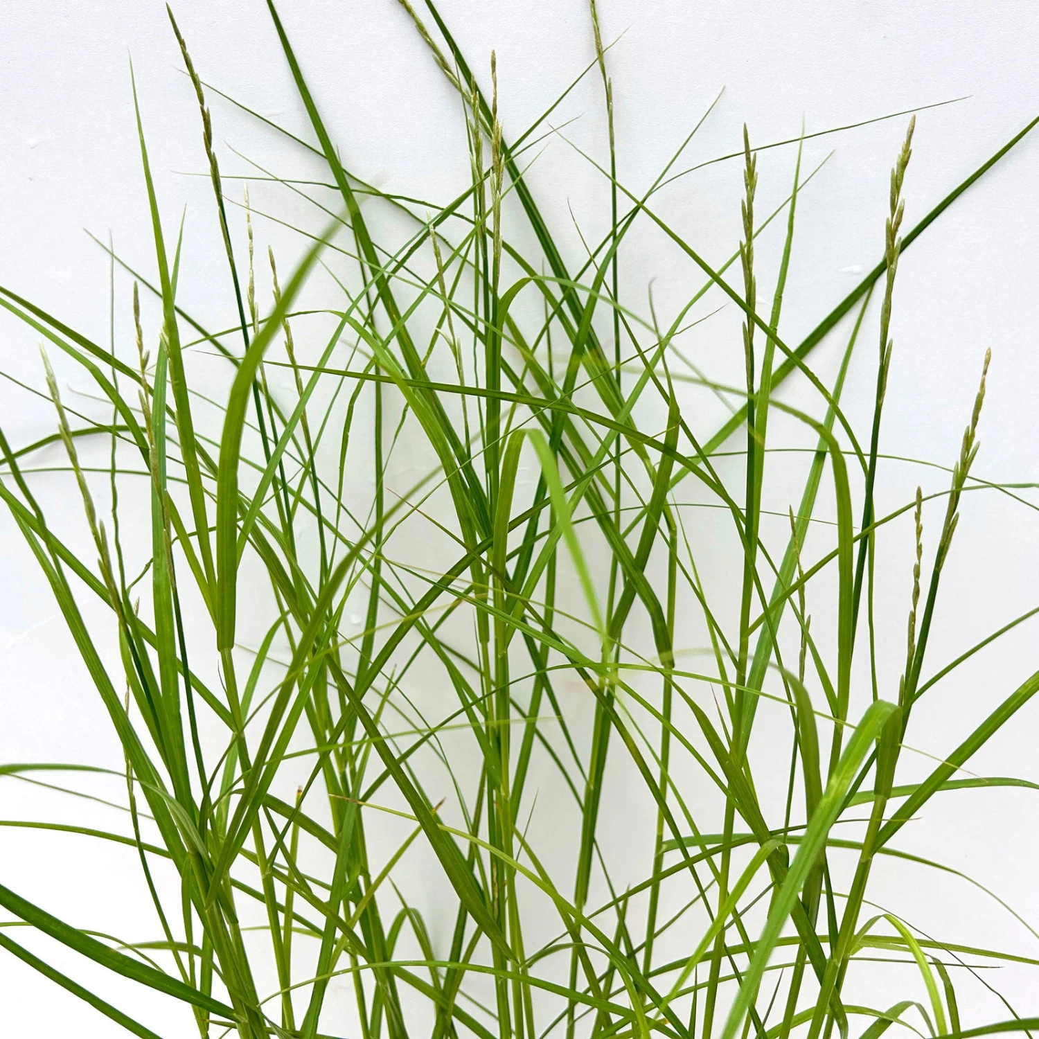 Bio Palmwedel-Segge Rotbraun, Topf-Ø 11 Cm, 3er-Set 4 Bio Palmwedel-Segge Rotbraun, Topf-Ø 11 Cm, 3er-Set – Bild 4