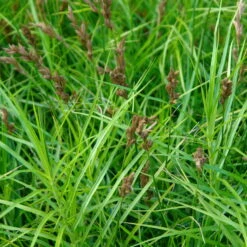 Bio Palmwedel-Segge Rotbraun, Topf-Ø 11 Cm, 3er-Set 11 Bio Palmwedel-Segge Rotbraun, Topf-Ø 11 Cm, 3er-Set -Stilvolles Gartenmöbelgeschäft 0319100543 Carex muskingumensis beschnitten 120384