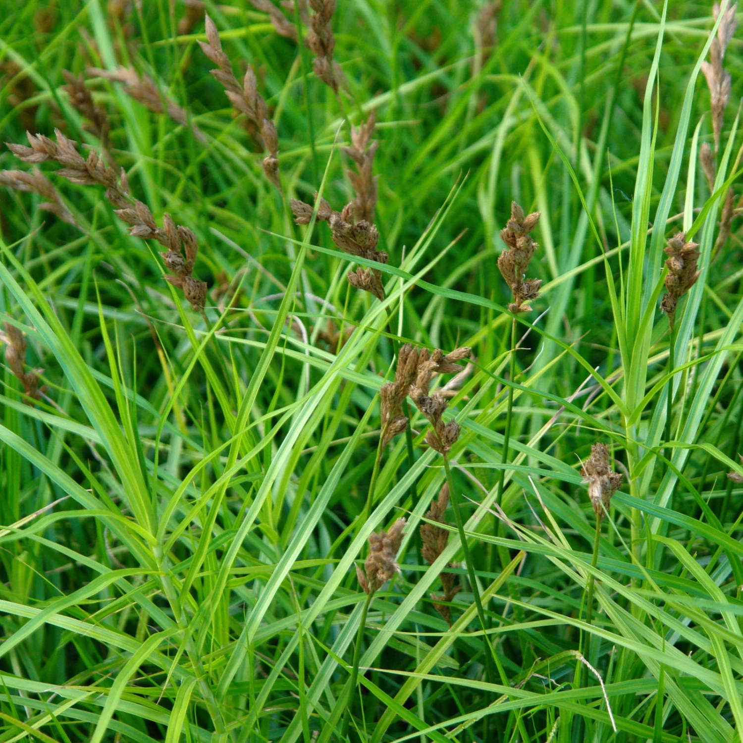 Bio Palmwedel-Segge Rotbraun, Topf-Ø 11 Cm, 3er-Set 5 Bio Palmwedel-Segge Rotbraun, Topf-Ø 11 Cm, 3er-Set – Bild 5