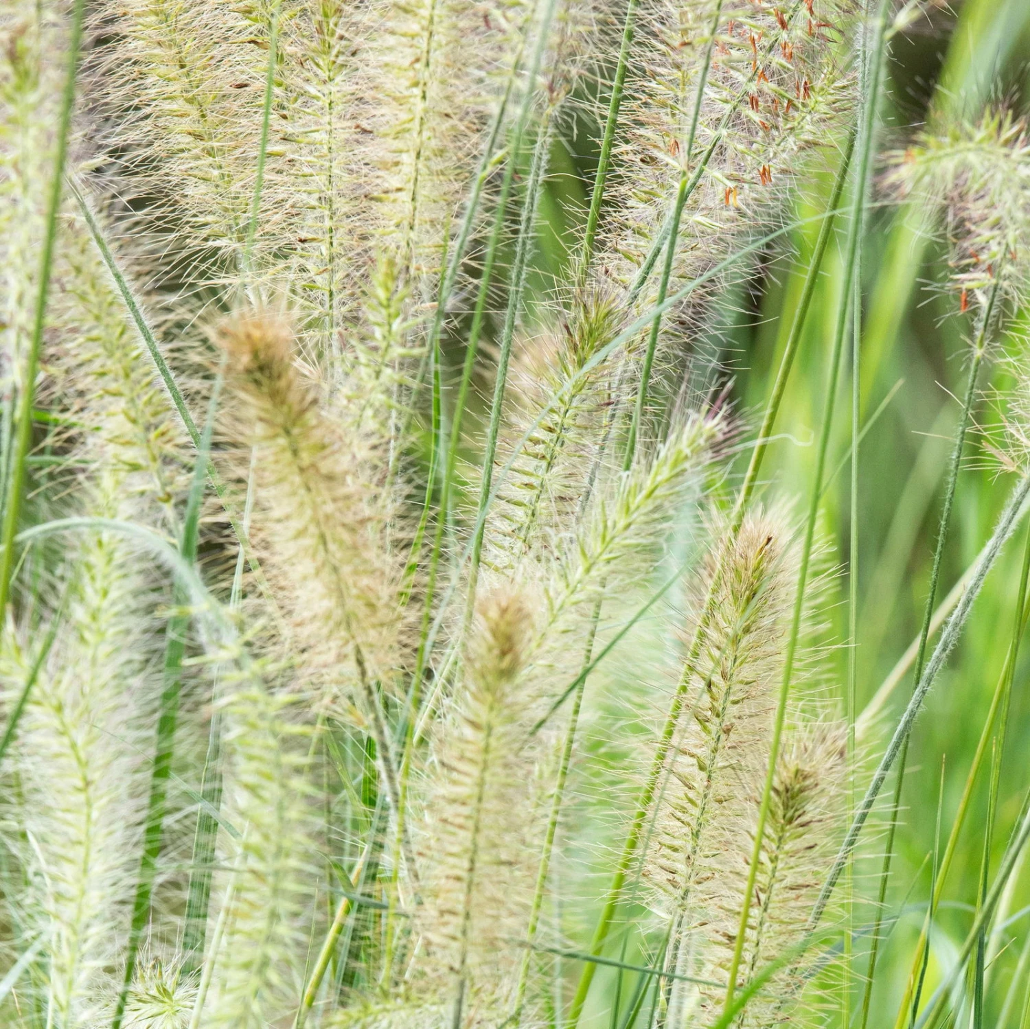 Bio Zwerg-Lampenputzergras 'Little Bunny' Gelblich-braun, Topf-Ø 11 Cm, 3er-Set 1 Bio Zwerg-Lampenputzergras 'Little Bunny' Gelblich-braun, Topf-Ø 11 Cm, 3er-Set