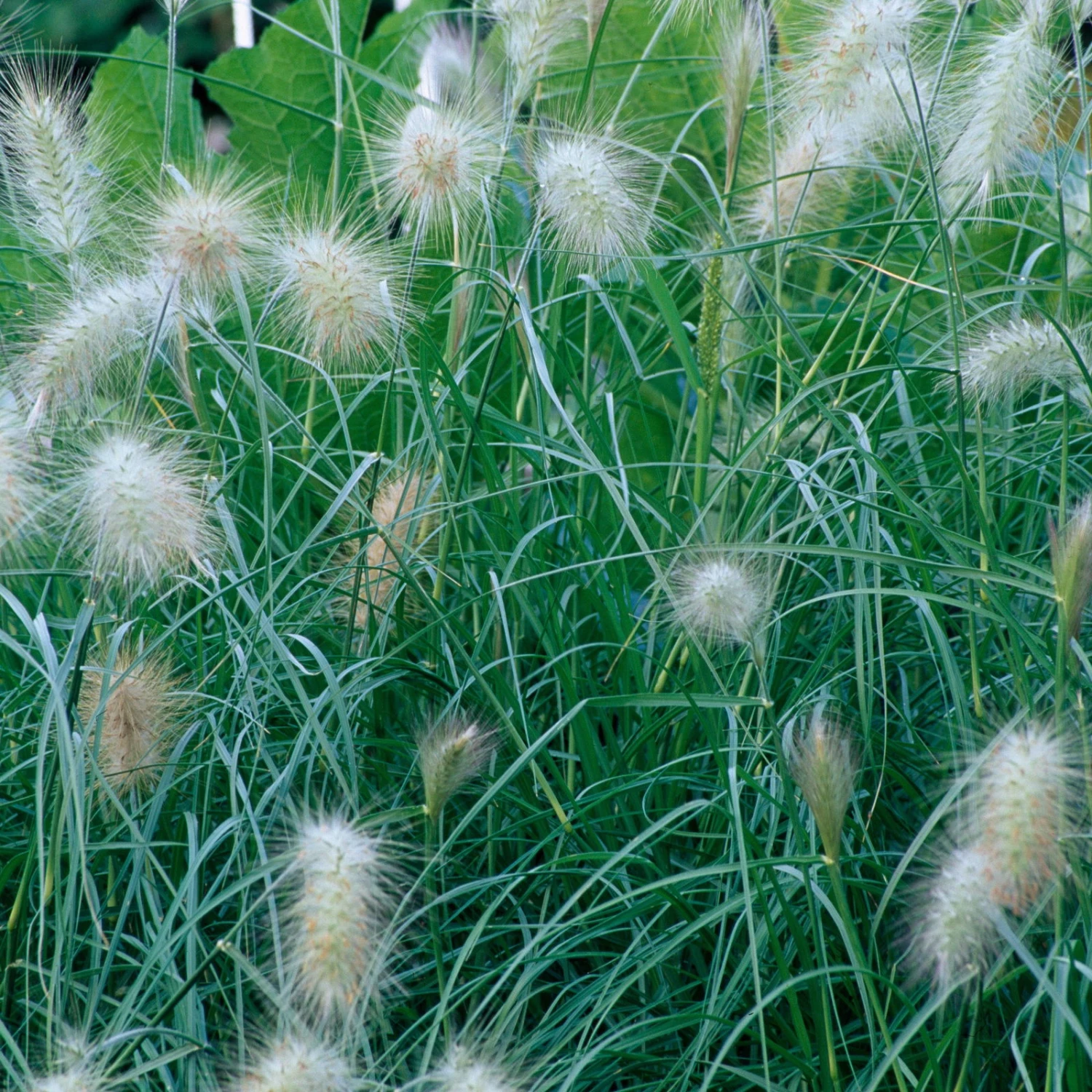 Bio Zwerg-Lampenputzergras 'Little Bunny' Gelblich-braun, Topf-Ø 11 Cm, 3er-Set 3 Bio Zwerg-Lampenputzergras 'Little Bunny' Gelblich-braun, Topf-Ø 11 Cm, 3er-Set – Bild 3