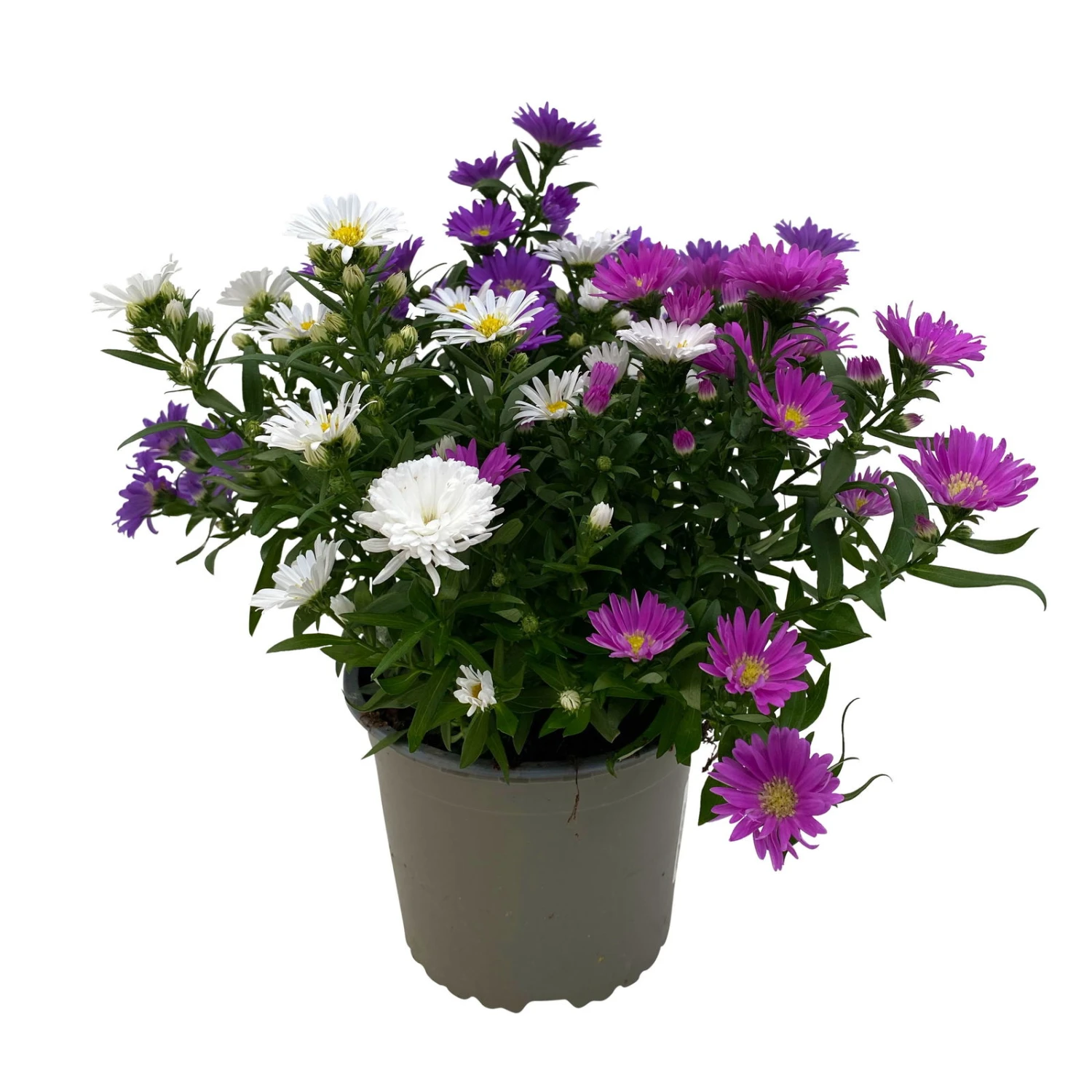 Aster Novi-belgii 'Trio', 3er-Set, Weiß-rosa-blau, Topf 12/13 Cm Ø 3 Aster Novi-belgii 'Trio', 3er-Set, Weiß-rosa-blau, Topf 12/13 Cm Ø – Bild 3