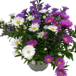 Aster Novi-belgii 'Trio', 3er-Set, Weiß-rosa-blau, Topf 12/13 Cm Ø 10 Aster Novi-belgii 'Trio', 3er-Set, Weiß-rosa-blau, Topf 12/13 Cm Ø -Stilvolles Gartenmöbelgeschäft 0319200007 Aster novi belgii gefuellt Trio weiss rosa blau 3er Set WS 3 95822
