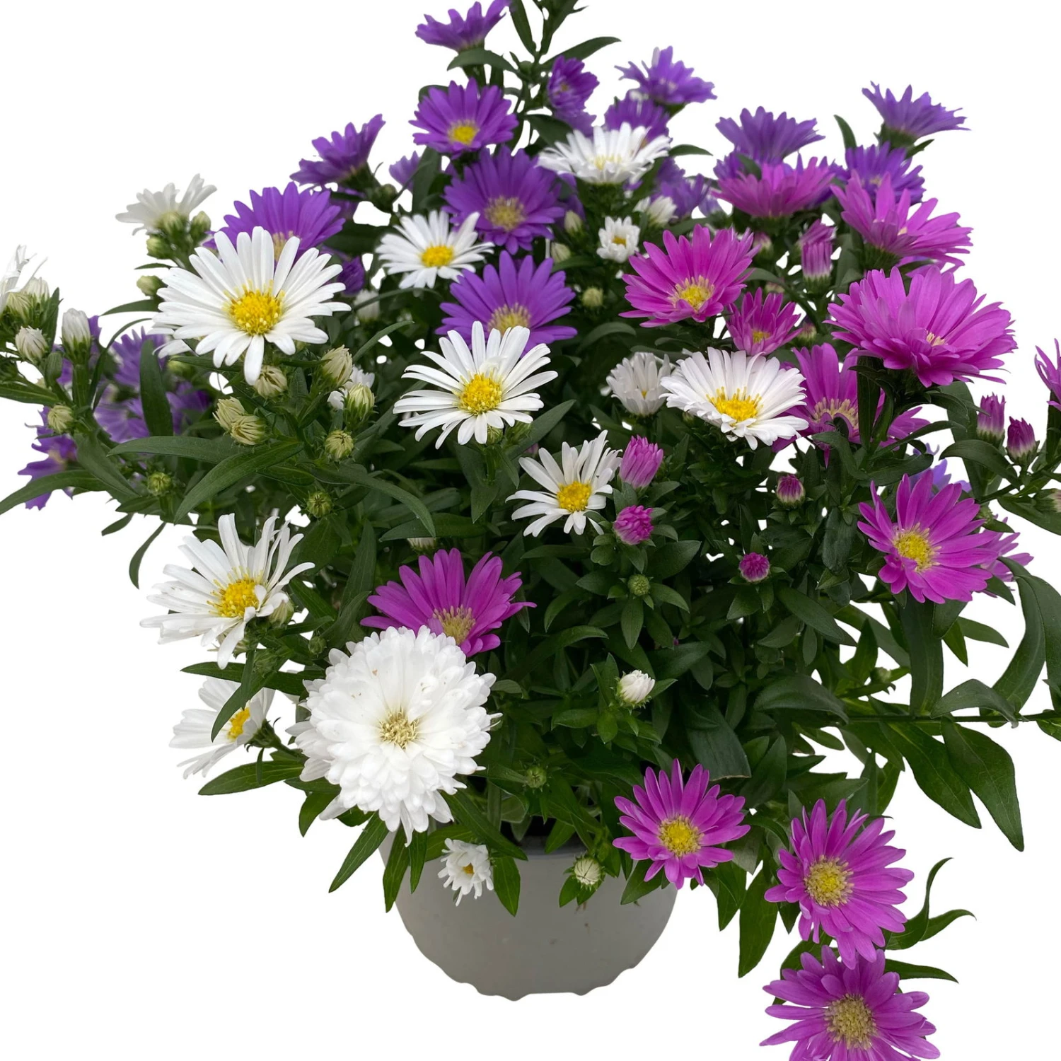 Aster Novi-belgii 'Trio', 3er-Set, Weiß-rosa-blau, Topf 12/13 Cm Ø 4 Aster Novi-belgii 'Trio', 3er-Set, Weiß-rosa-blau, Topf 12/13 Cm Ø – Bild 4
