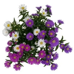 Aster Novi-belgii 'Trio', 3er-Set, Weiß-rosa-blau, Topf 12/13 Cm Ø 11 Aster Novi-belgii 'Trio', 3er-Set, Weiß-rosa-blau, Topf 12/13 Cm Ø -Stilvolles Gartenmöbelgeschäft 0319200007 Aster novi belgii gefuellt Trio weiss rosa blau 3er Set WS 4 95823