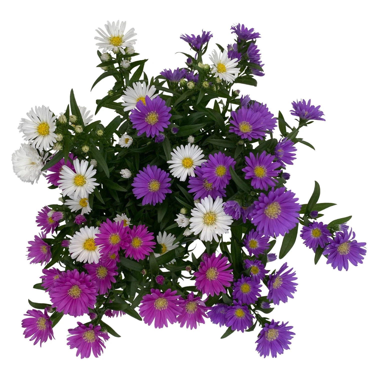 Aster Novi-belgii 'Trio', 3er-Set, Weiß-rosa-blau, Topf 12/13 Cm Ø 5 Aster Novi-belgii 'Trio', 3er-Set, Weiß-rosa-blau, Topf 12/13 Cm Ø – Bild 5