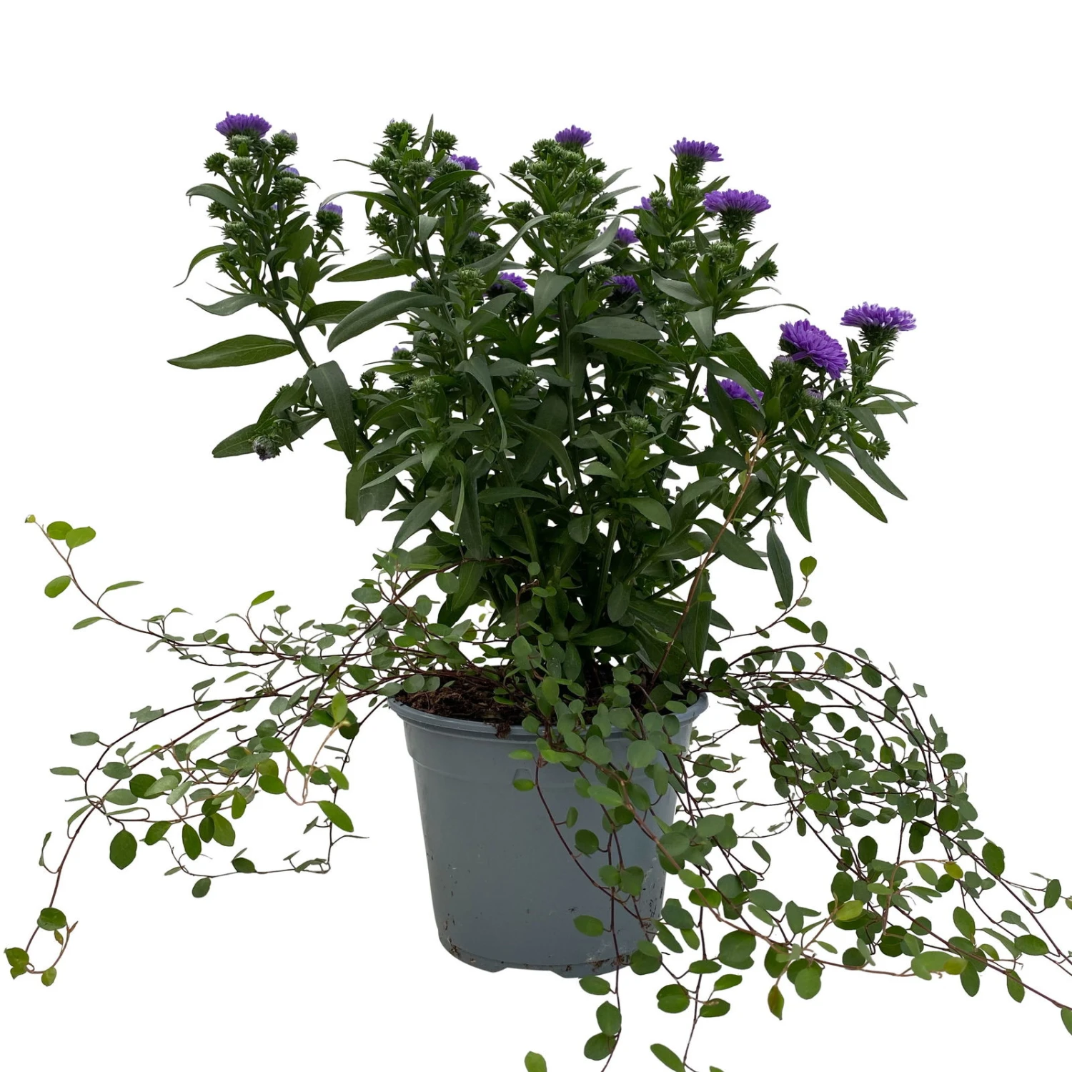 Aster & Mühlenbeckia, 3er-Set, Blau Gefüllt, Topf 12/13 Cm Ø 1 Aster & Mühlenbeckia, 3er-Set, Blau Gefüllt, Topf 12/13 Cm Ø