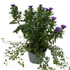 Aster & Mühlenbeckia, 3er-Set, Blau Gefüllt, Topf 12/13 Cm Ø 10 Aster & Mühlenbeckia, 3er-Set, Blau Gefüllt, Topf 12/13 Cm Ø -Stilvolles Gartenmöbelgeschäft 0319200010 Aster novi belgii Muehlenbeckia blau 3er Set WS 3 95828