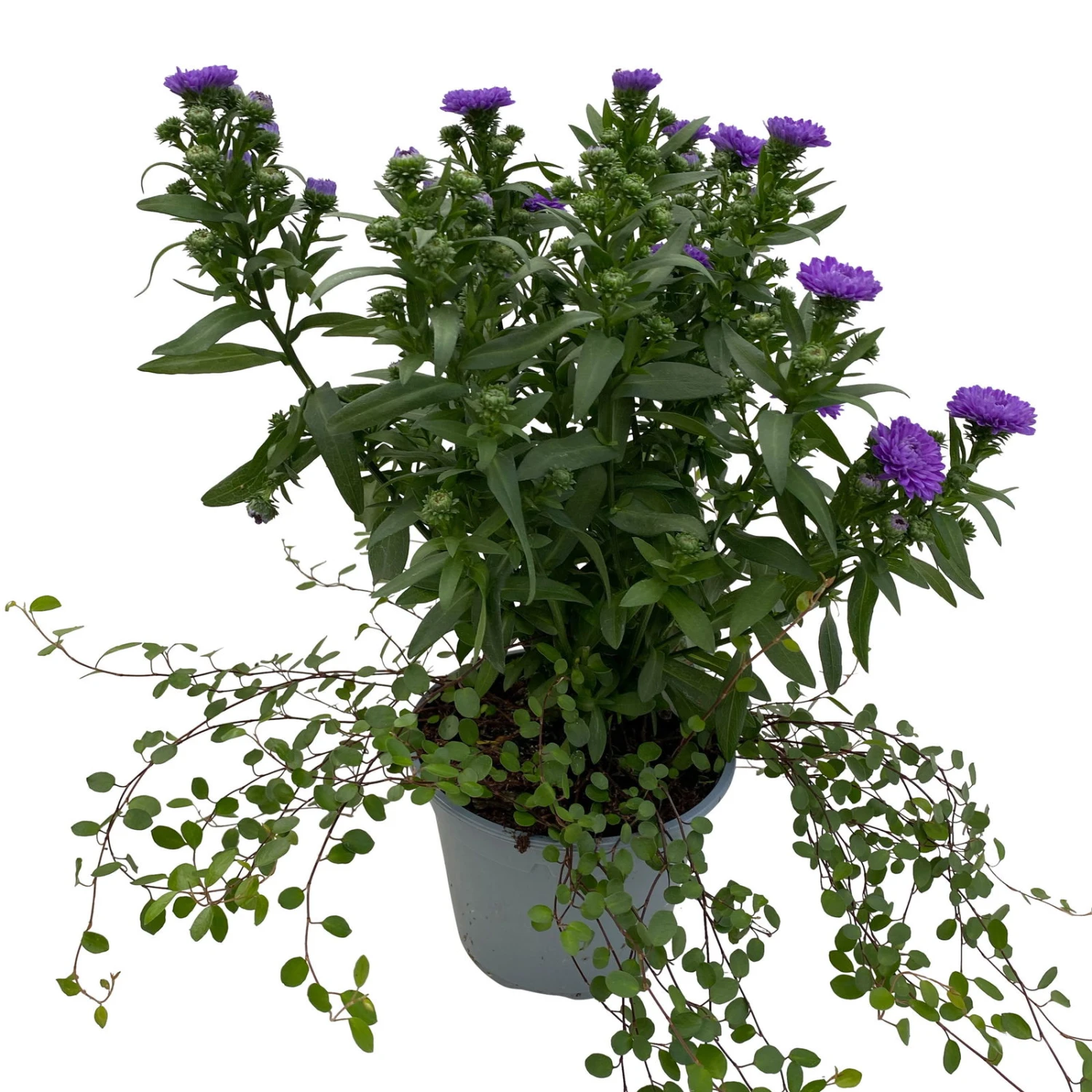 Aster & Mühlenbeckia, 3er-Set, Blau Gefüllt, Topf 12/13 Cm Ø 4 Aster & Mühlenbeckia, 3er-Set, Blau Gefüllt, Topf 12/13 Cm Ø – Bild 4