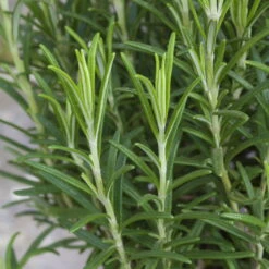 Rosmarin, Ballen-Ø Ca. 7 Cm, 2x 6er-Tray=12 Pflanzen -Stilvolles Gartenmöbelgeschäft 0319200055 Rosmarinus officinalis Koelle 6er Pack WS 2 103375