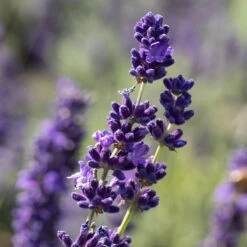 Lavendel, Ballen-Ø Ca. 7 Cm, 3x 6er-Tray 11 Lavendel, Ballen-Ø Ca. 7 Cm, 3x 6er-Tray -Stilvolles Gartenmöbelgeschäft 0319200073 0319200133 0319200090 0319200074 0320500566 Lavandula angustifolia 1 125846