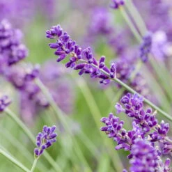 Lavendel, Ballen-Ø Ca. 7 Cm, 3x 6er-Tray 10 Lavendel, Ballen-Ø Ca. 7 Cm, 3x 6er-Tray -Stilvolles Gartenmöbelgeschäft 0319200073 0319200133 0319200090 0319200074 0320500566 Lavandula angustifolia 125848