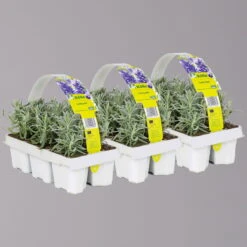 Lavendel, Ballen-Ø Ca. 7 Cm, 3x 6er-Tray