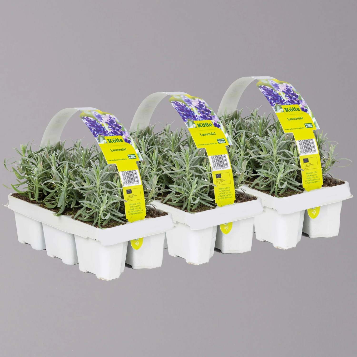 Lavendel, Ballen-Ø Ca. 7 Cm, 3x 6er-Tray 1 Lavendel, Ballen-Ø Ca. 7 Cm, 3x 6er-Tray