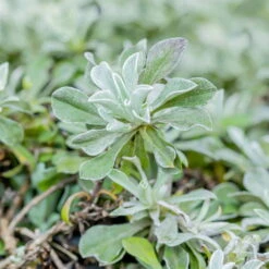 Katzenpfötchen, Rot, Topf-Ø 13 Cm, 6er-Set -Stilvolles Gartenmöbelgeschäft 0319200172 Antennaria dioica T13 rot 6er Set 1 126569