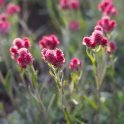 Katzenpfötchen, Rot, Topf-Ø 13 Cm, 6er-Set -Stilvolles Gartenmöbelgeschäft 0319200172 Antennaria dioica T13 rot 6er Set 2 126570
