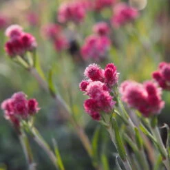 Katzenpfötchen, Rot, Topf-Ø 13 Cm, 6er-Set -Stilvolles Gartenmöbelgeschäft 0319200172 Antennaria dioica T13 rot 6er Set 4 126572