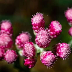Katzenpfötchen, Rot, Topf-Ø 13 Cm, 6er-Set -Stilvolles Gartenmöbelgeschäft 0319200172 Antennaria dioica T13 rot 6er Set 5 126571
