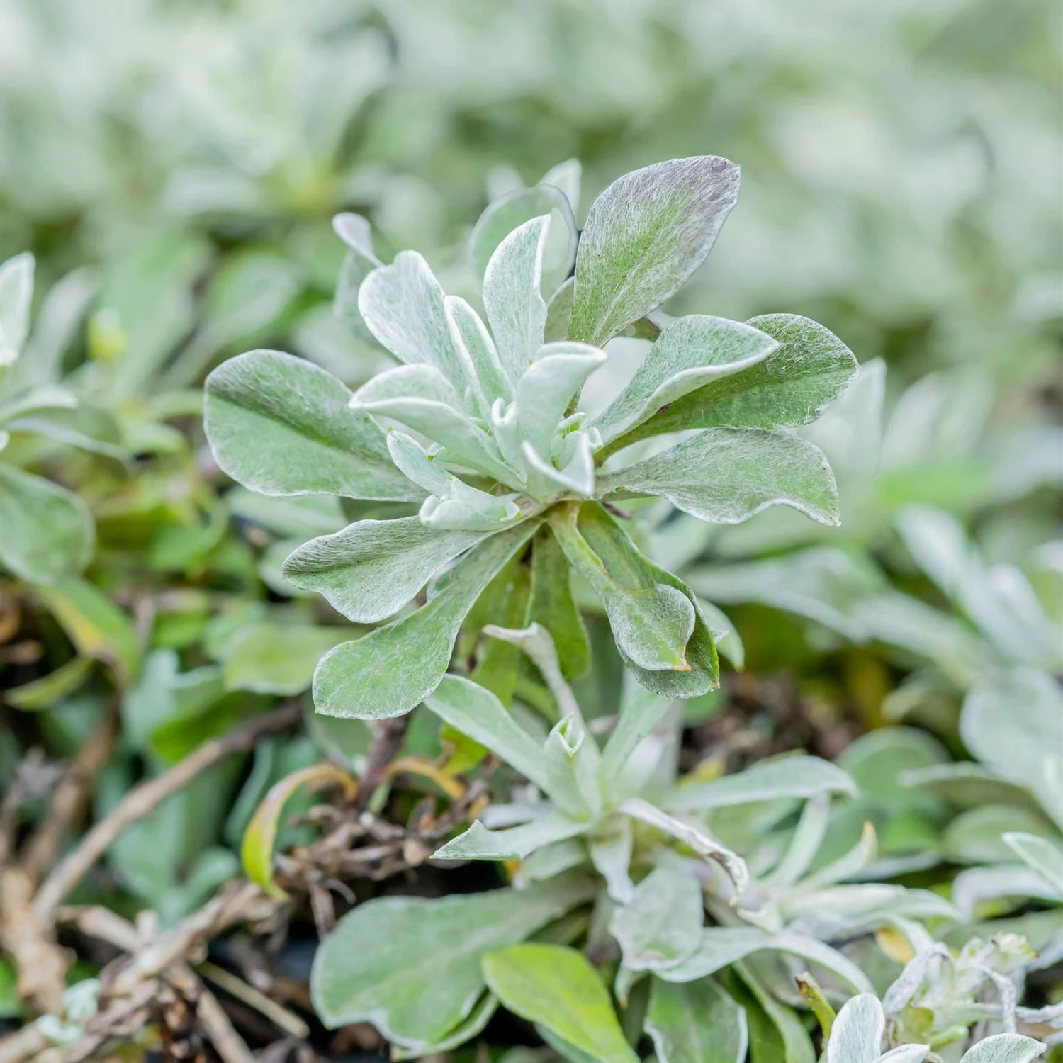 Katzenpfötchen, Weiß, Topf-Ø 13 Cm, 6er-Set 2 Katzenpfötchen, Weiß, Topf-Ø 13 Cm, 6er-Set – Bild 2