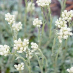 Katzenpfötchen, Weiß, Topf-Ø 13 Cm, 6er-Set 7 Katzenpfötchen, Weiß, Topf-Ø 13 Cm, 6er-Set -Stilvolles Gartenmöbelgeschäft 0319200173 Antennaria dioica T13 weiss 6er Set 3 126575